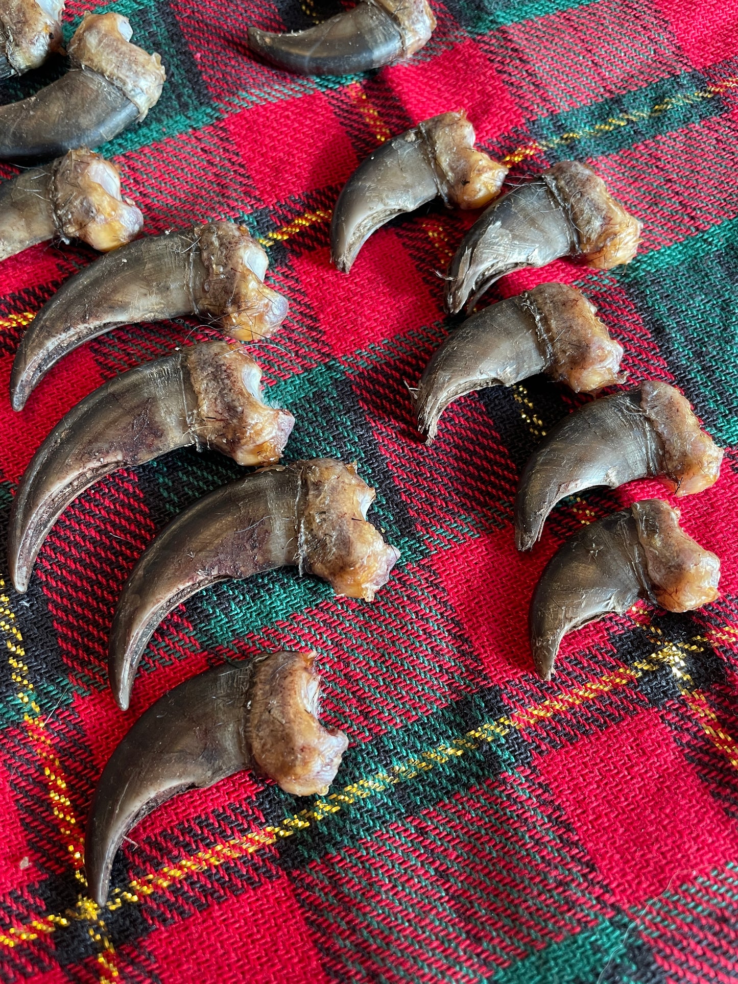 Complete set of 10 black bear claws (4 paws) from the same bear, shown labeled and arranged on a natural cloth. Displayed in original paw order with visible size variation.