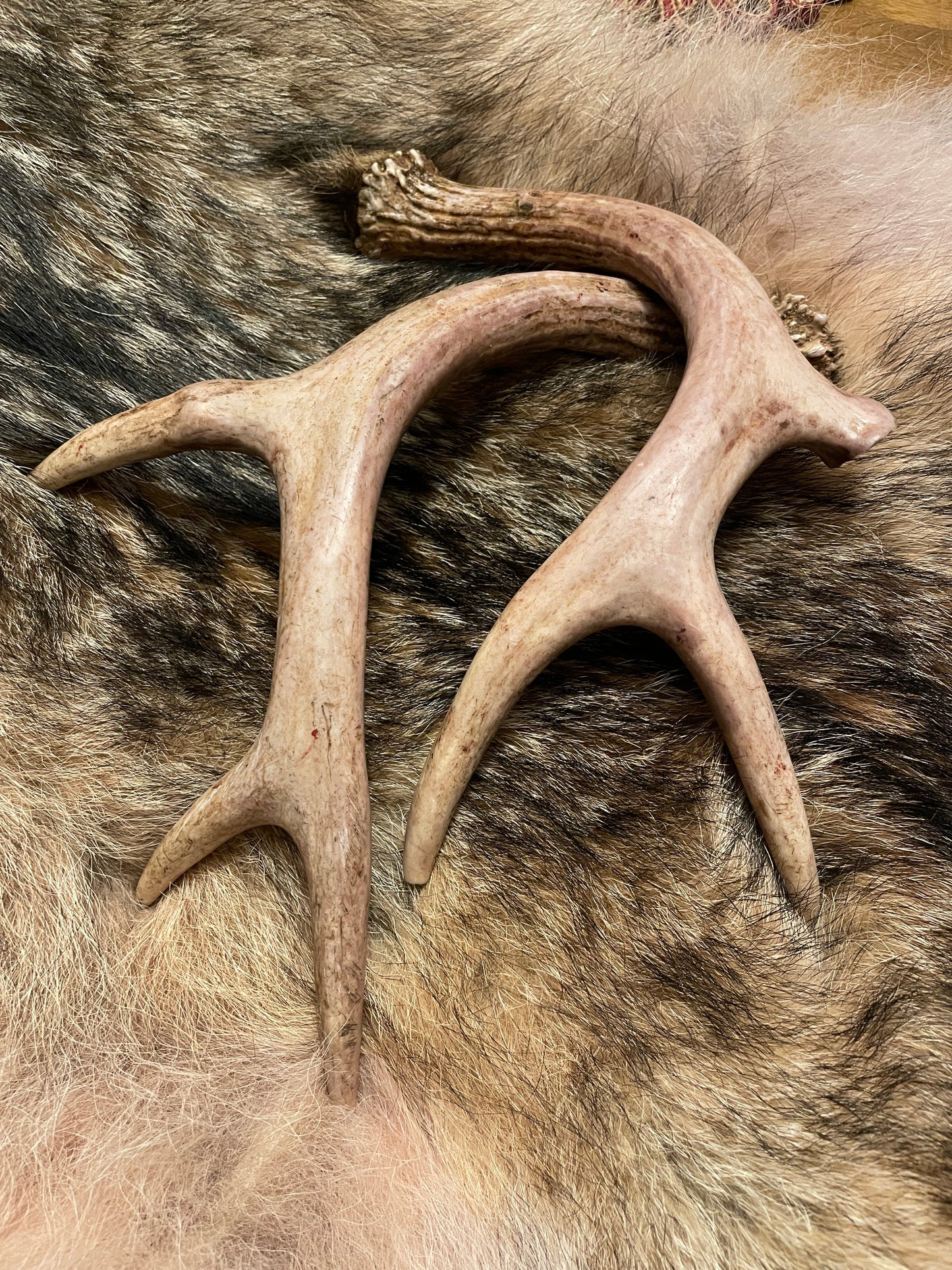 Matched 3x2 whitetail deer antler set with natural patina and a broken brow tine, shown on a wooden surface with soft light. Multiple angles display curvature and rustic texture.