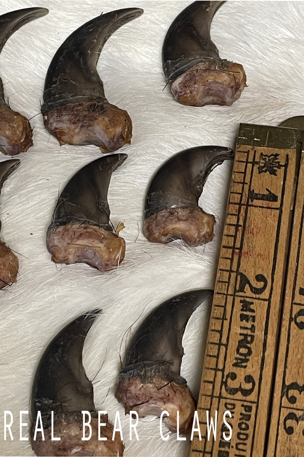 Real Black Bear Claws- full set front and back (4 paws total from the same bear)