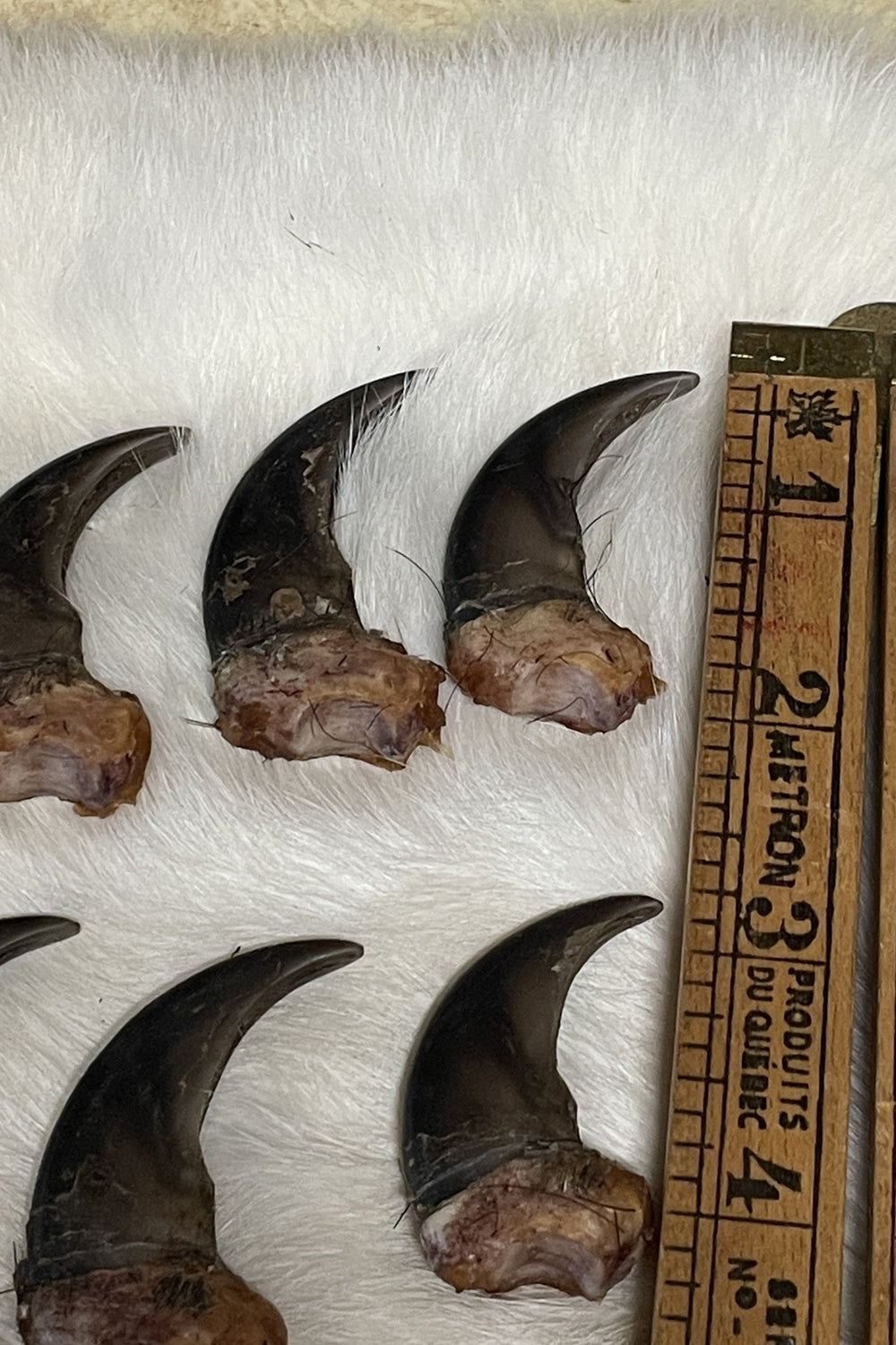 Real Black Bear Claws- full set front and back (4 paws total from the same bear)