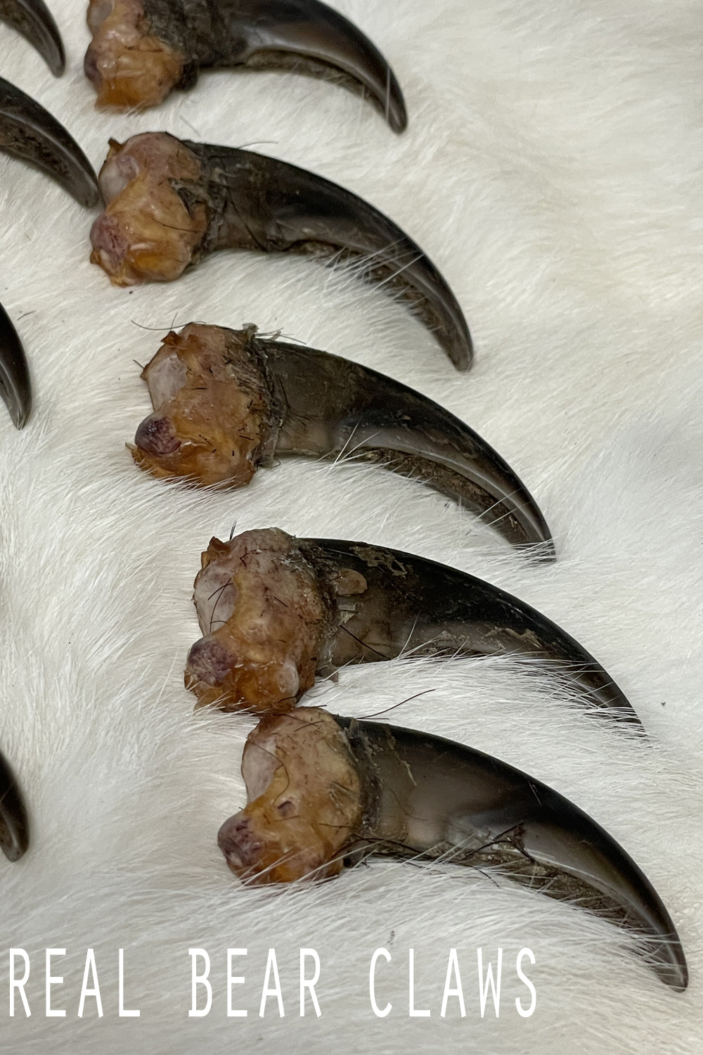Real Black Bear Claws- full set front and back (4 paws total from the same bear)