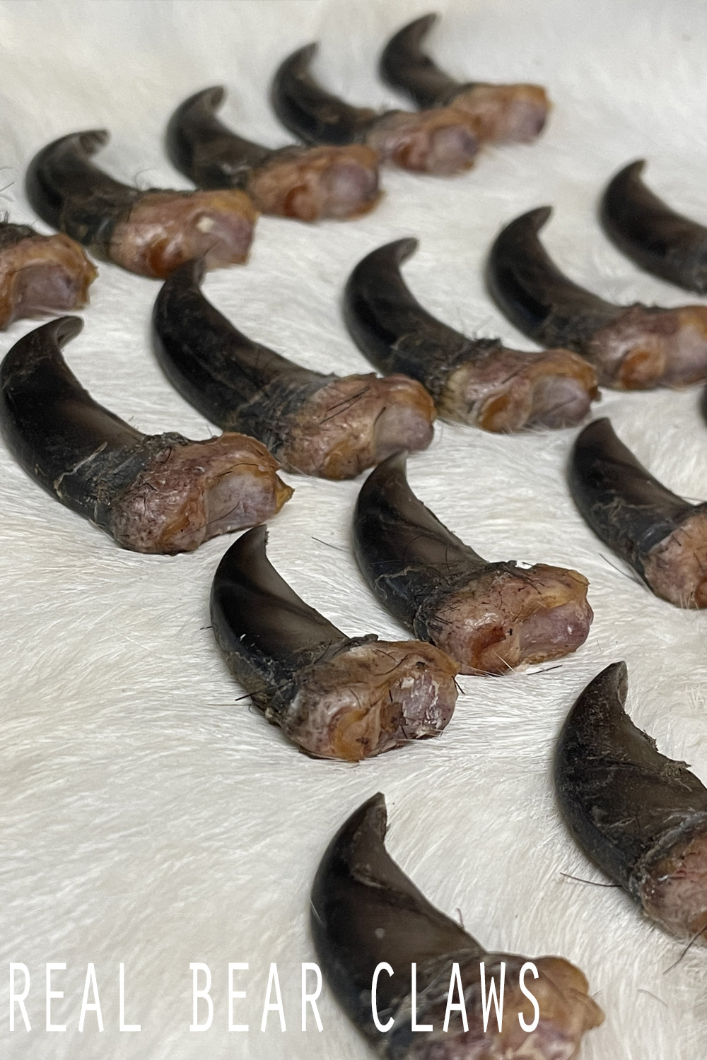 Real Black Bear Claws- full set front and back (4 paws total from the same bear)