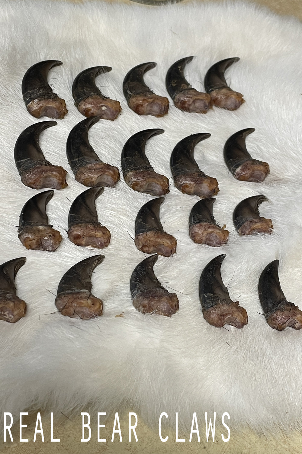 Real Black Bear Claws- full set front and back (4 paws total from the same bear)