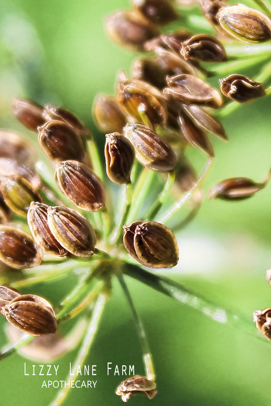 Close-up of organic dried dill seeds showing detailed texture and golden-brown hues — hand-harvested small-batch spice from New Hampshire.