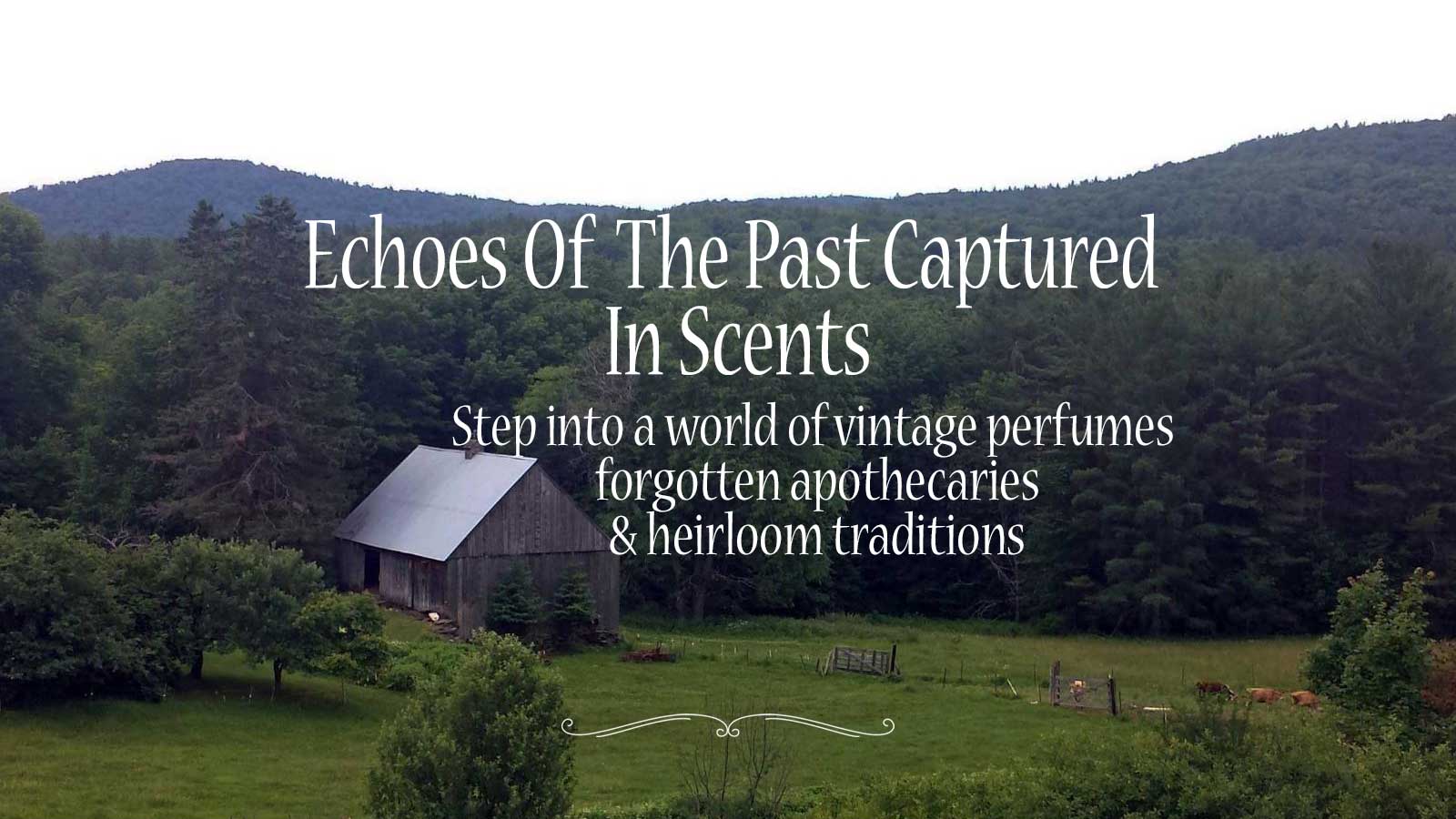 An old barn stands amidst a field with grazing cows, rustic fencing, and towering trees at Lizzy Lane Farm, where echoes of the past linger in the air. This peaceful scene captures the essence of our farm's rich history, with scents that evoke memories of simpler times and timeless beauty.