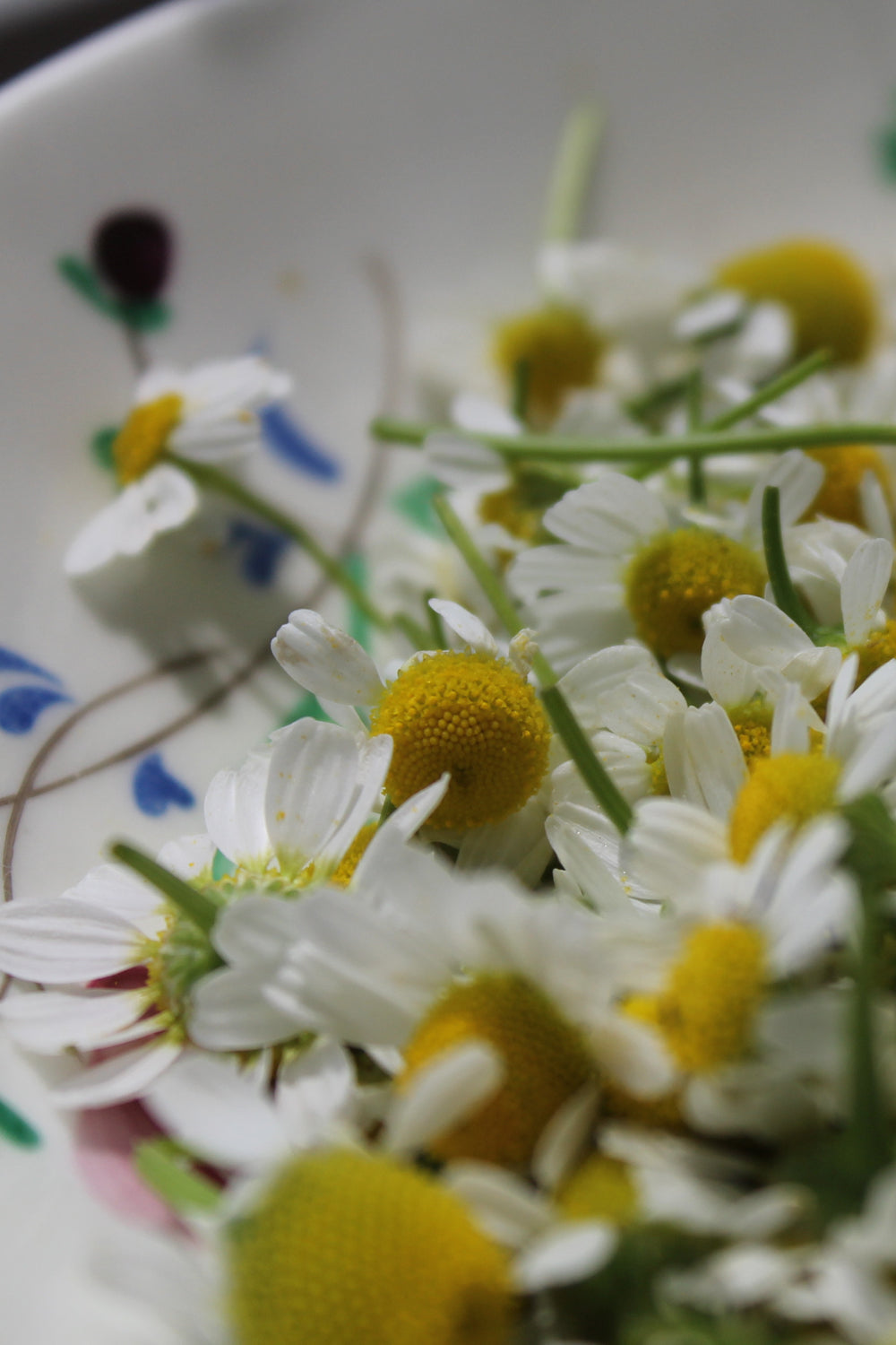 Fresh chamomile flowers in a vintage floral bowl, ready for drying or steeping as calming herbal tea.