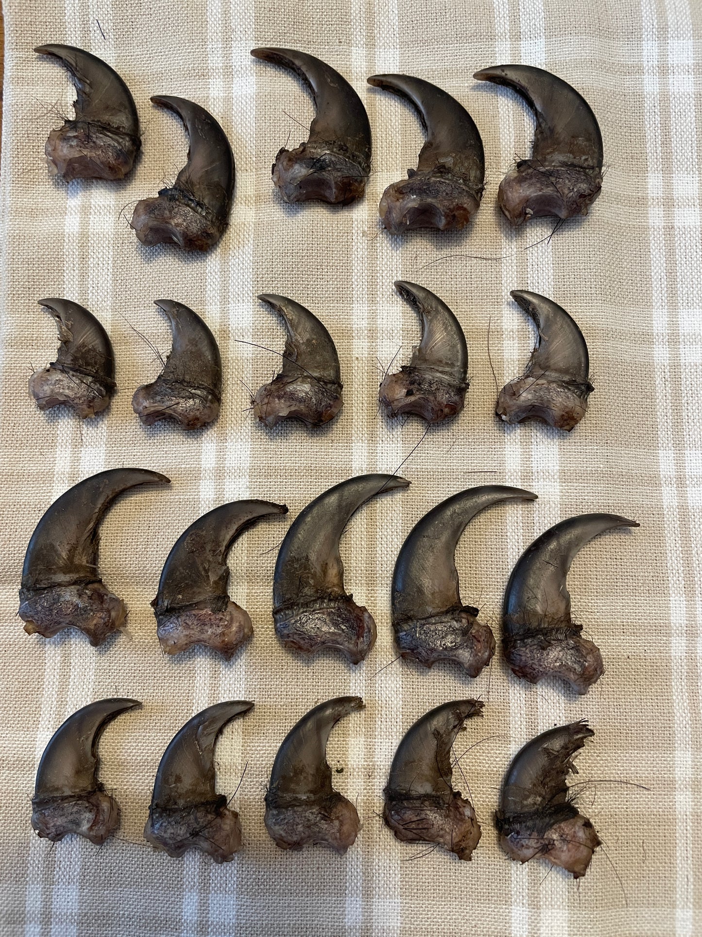 Full set of 10 real black bear claws, shown grouped and labeled by paw and position. Laid out on linen in natural light to highlight curve, texture, and size.