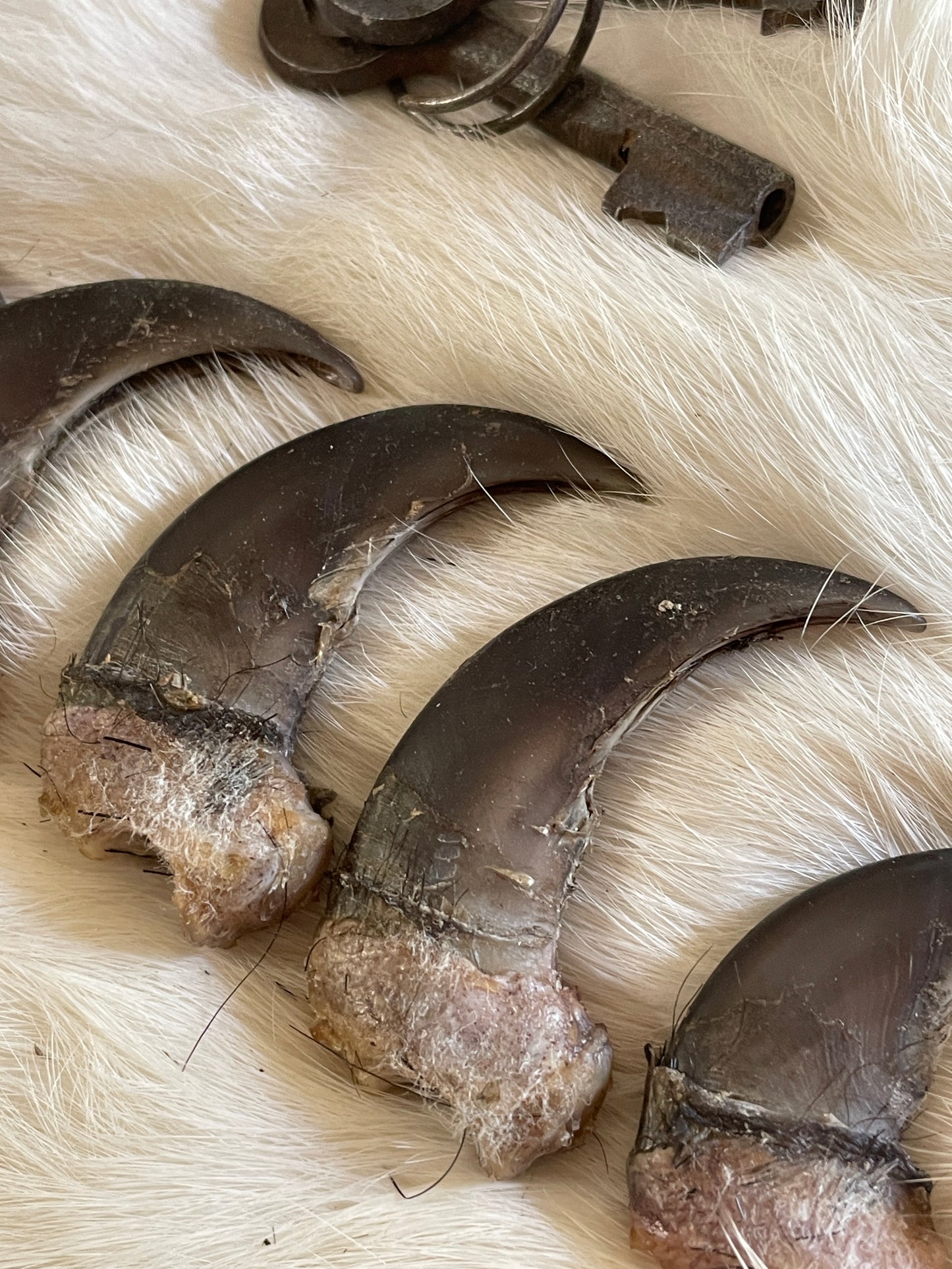 Real Black Bear Claws- set of 5 right front claws