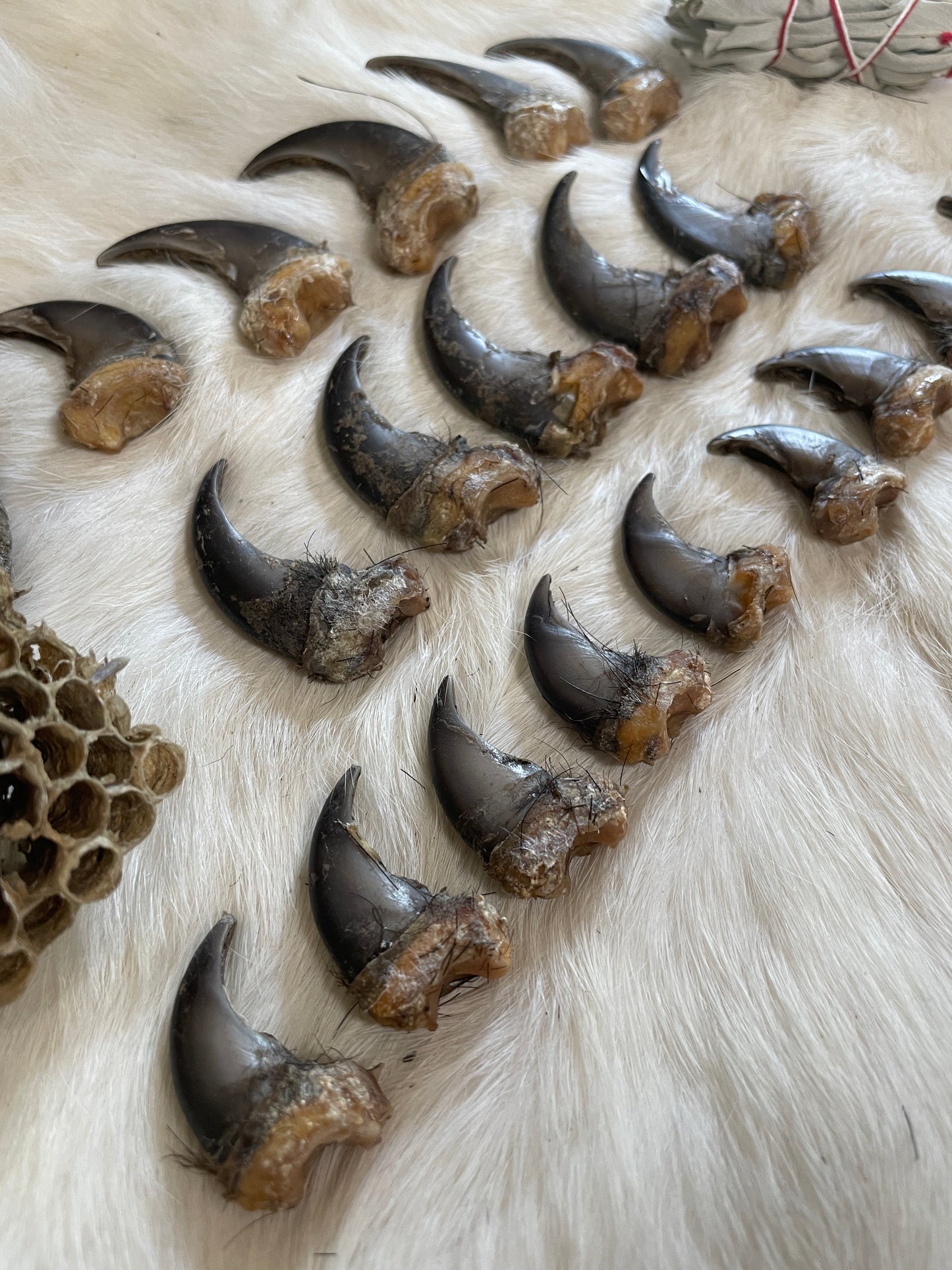 Real Black Bear Claws- full set front and back (4 paws total from the same bear)