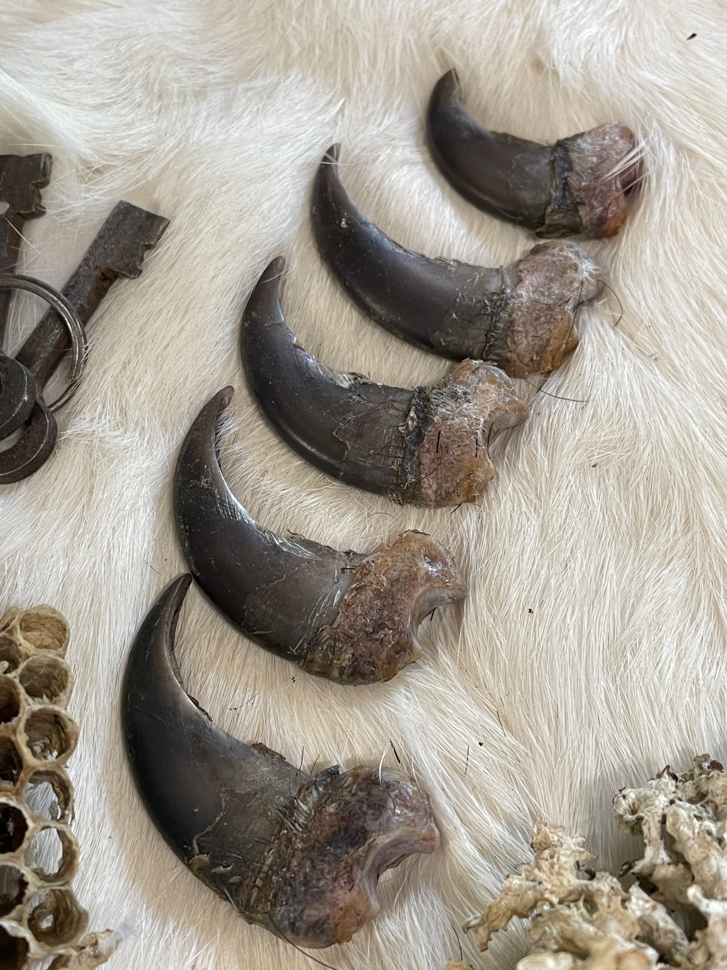 Real Black Bear Claws- set of 5 right front claws
