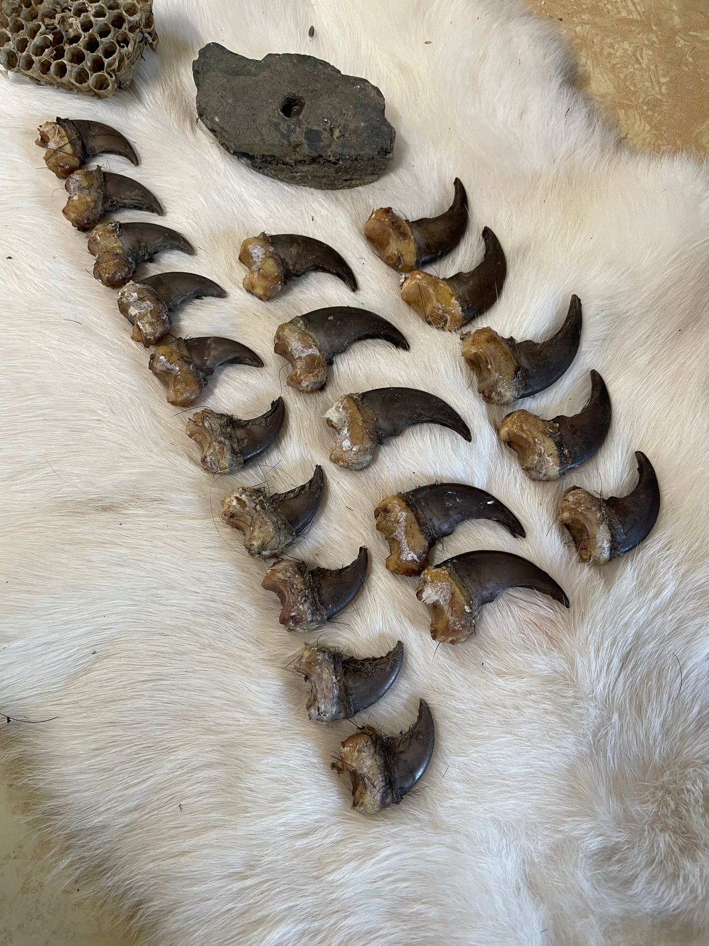 Real Black Bear Claws- full set front and back (4 paws total from the same bear)