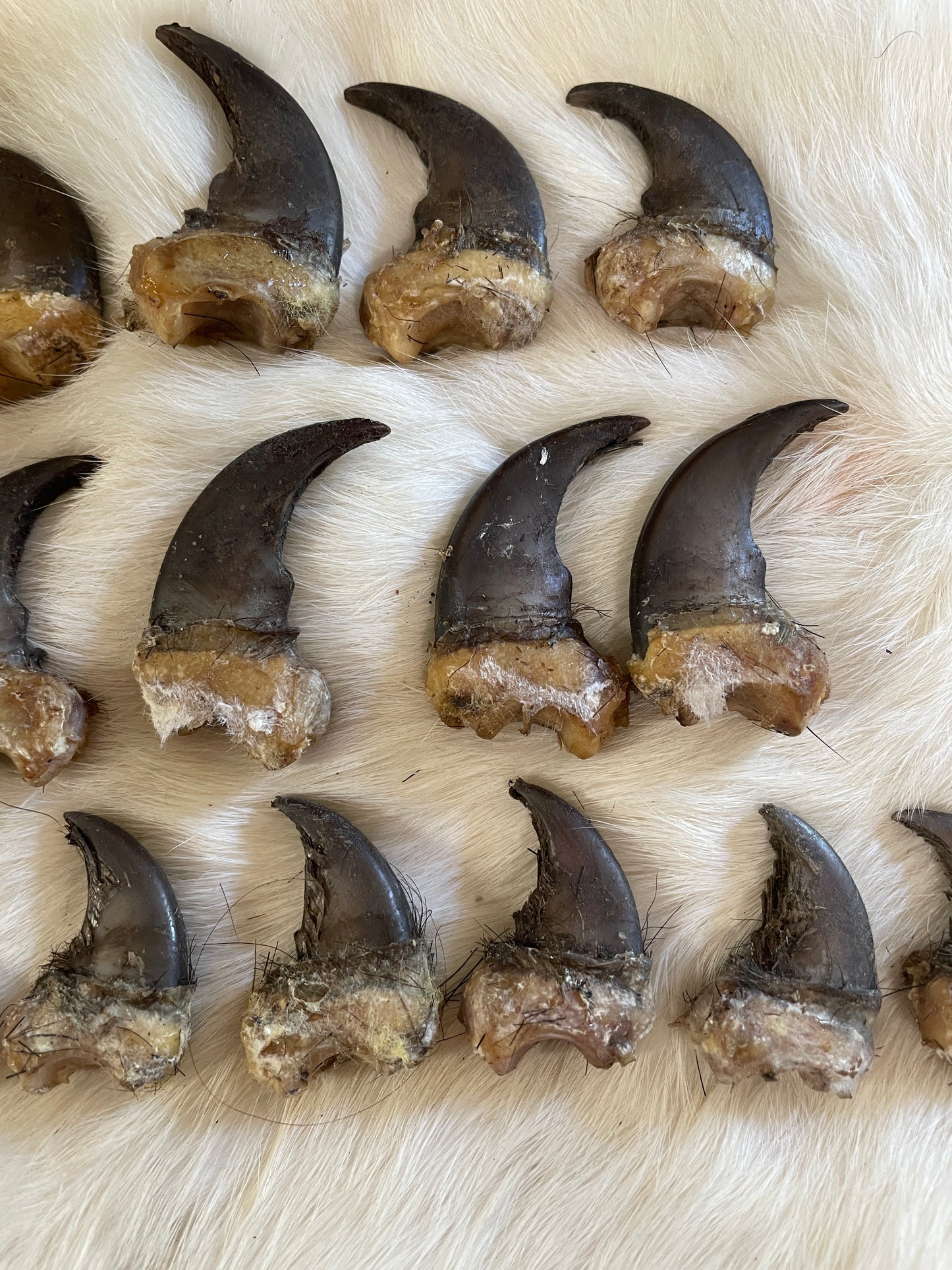 Real Black Bear Claws- full set front and back (4 paws total from the same bear)