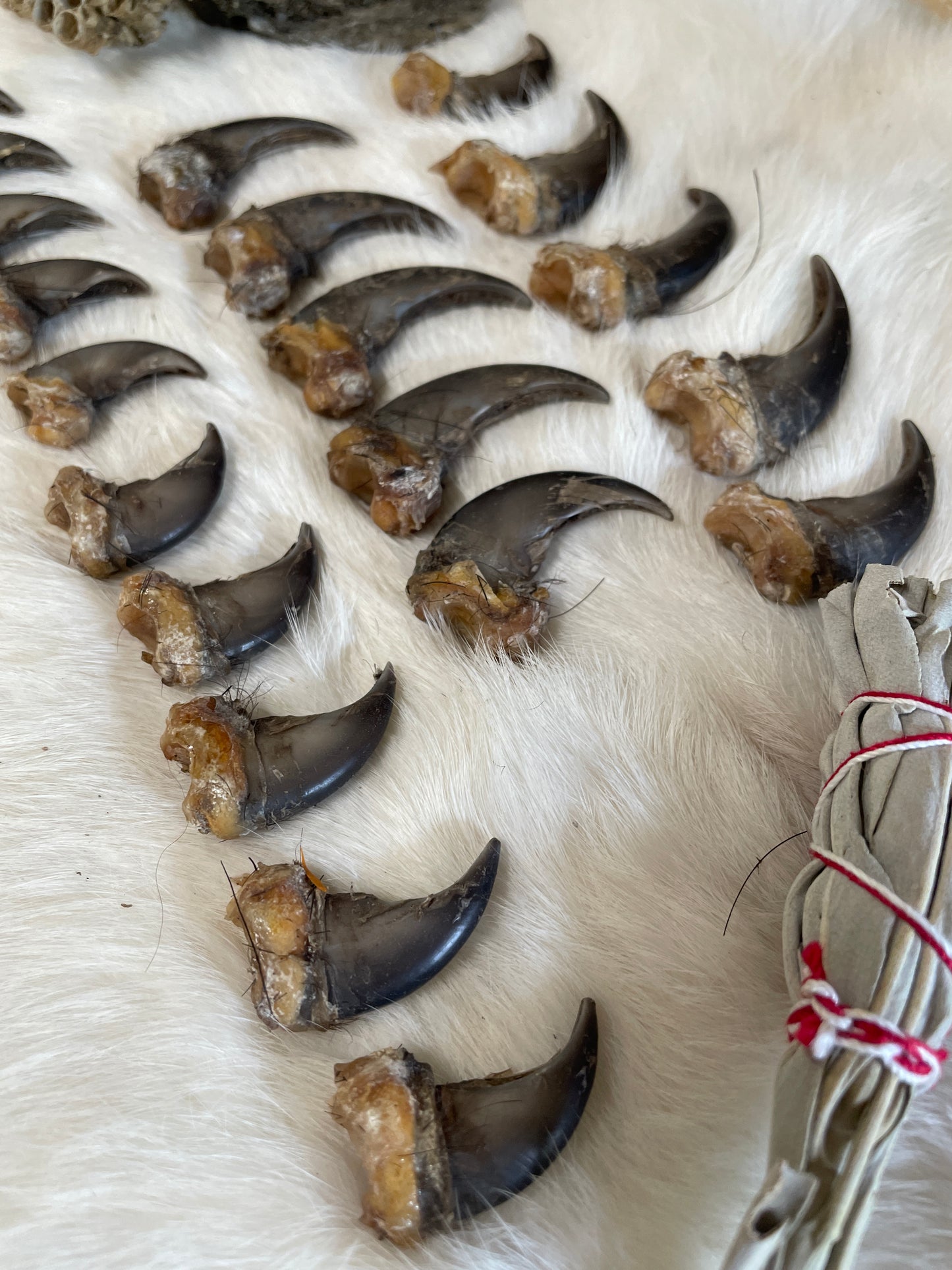 Real Black Bear Claws- full set front and back (4 paws total from the same bear)
