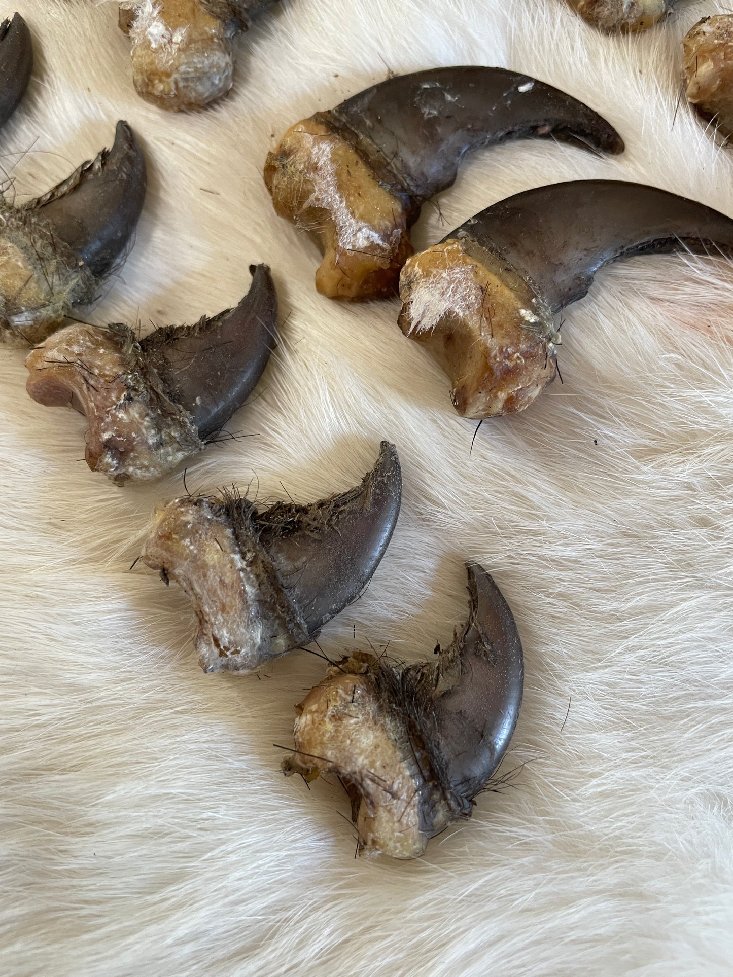 Real Black Bear Claws- full set front and back (4 paws total from the same bear)