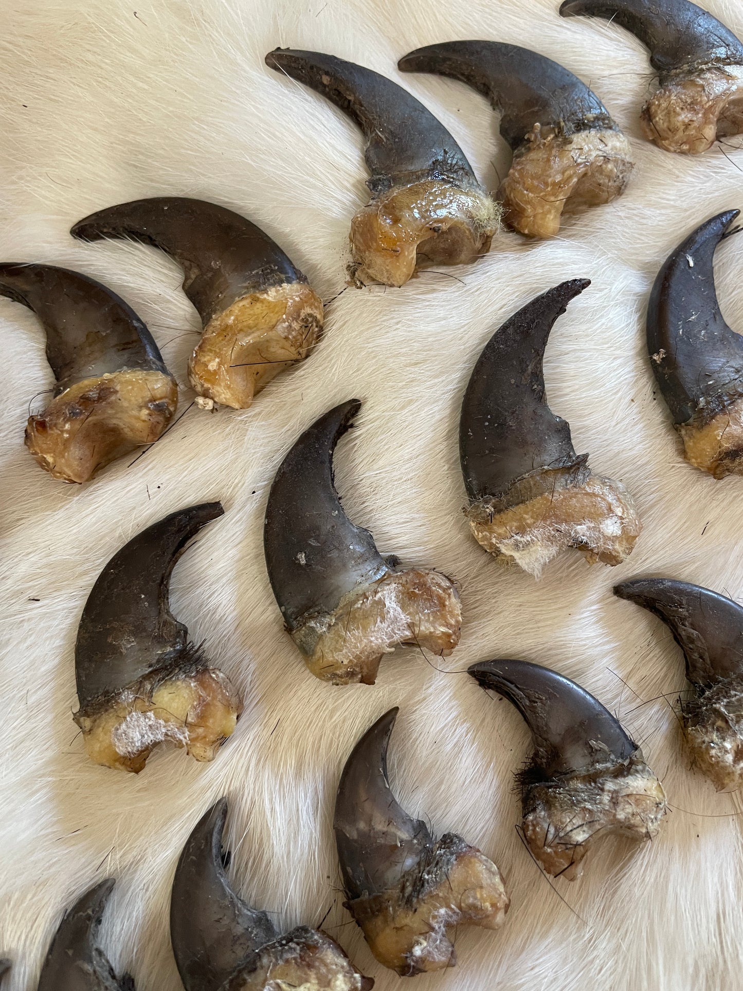 Real Black Bear Claws- full set front and back (4 paws total from the same bear)