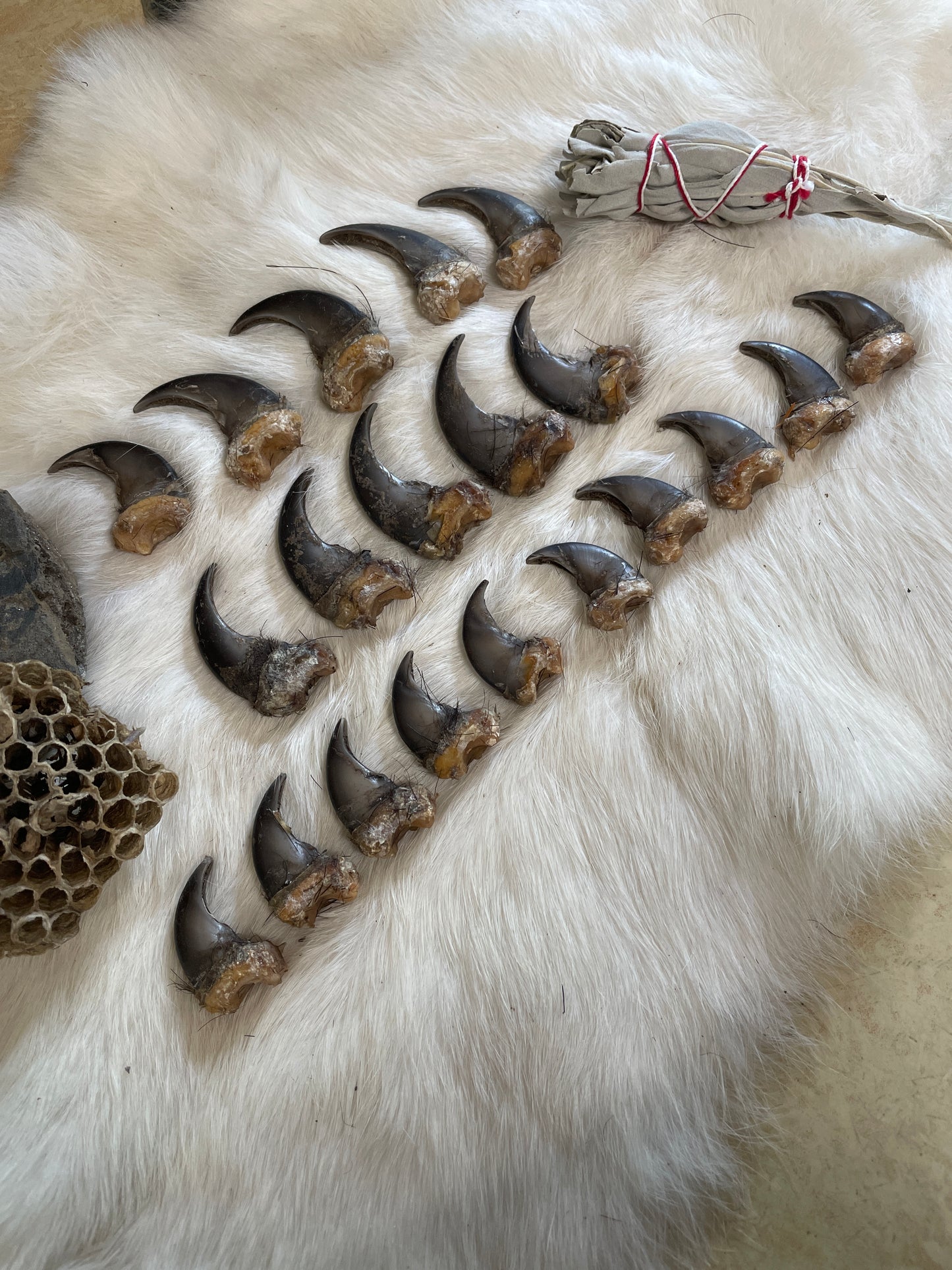 Real Black Bear Claws- full set front and back (4 paws total from the same bear)