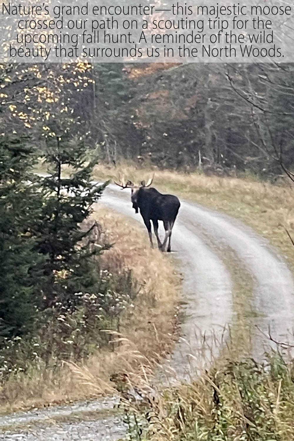 a majestic NH moose we crossed paths with while on a scouting trip.