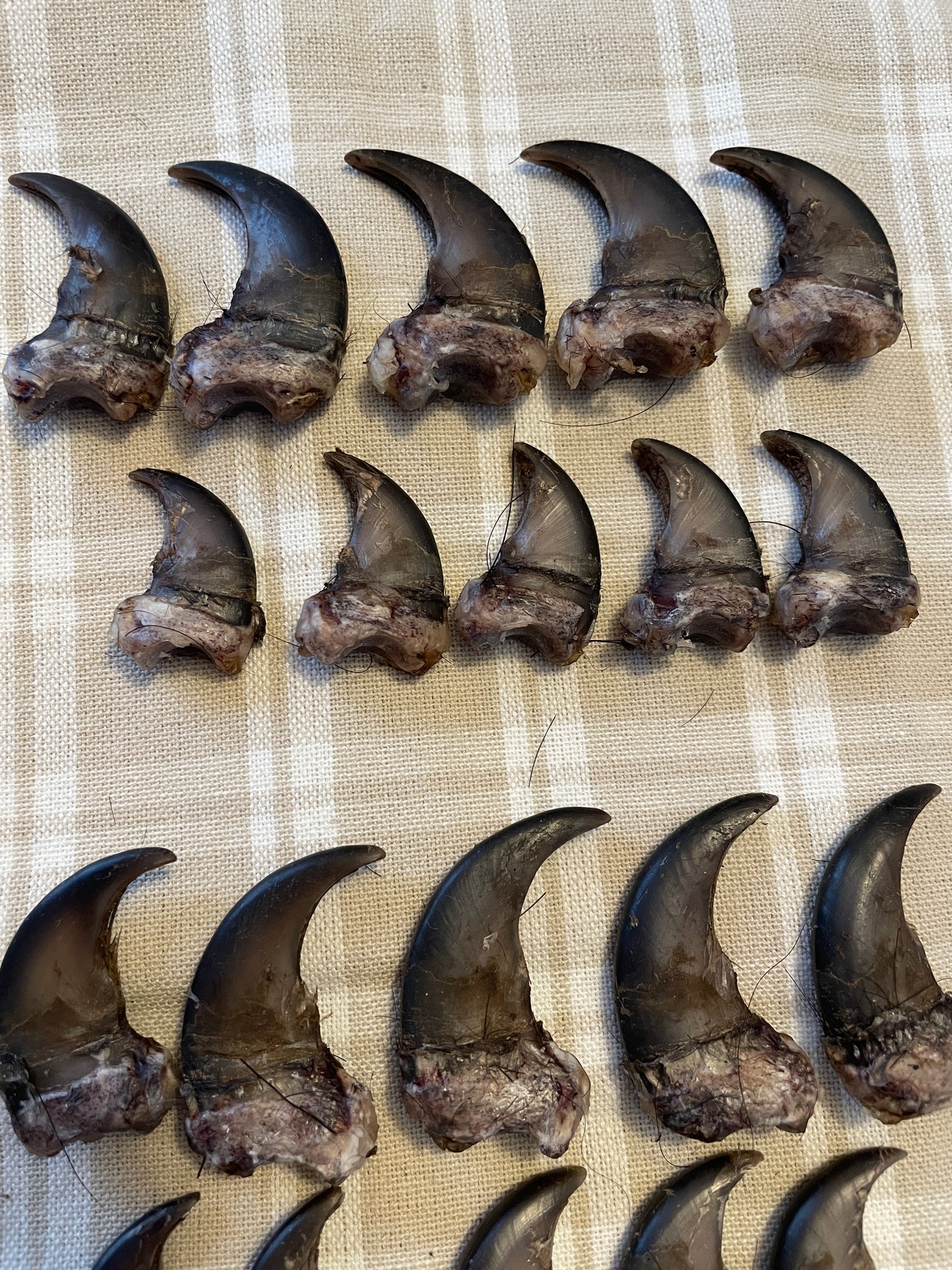 Set of 10 real black bear claws from a New England bear, arranged by paw and labeled for crafting reference. Shown on a linen background with natural variation visible.