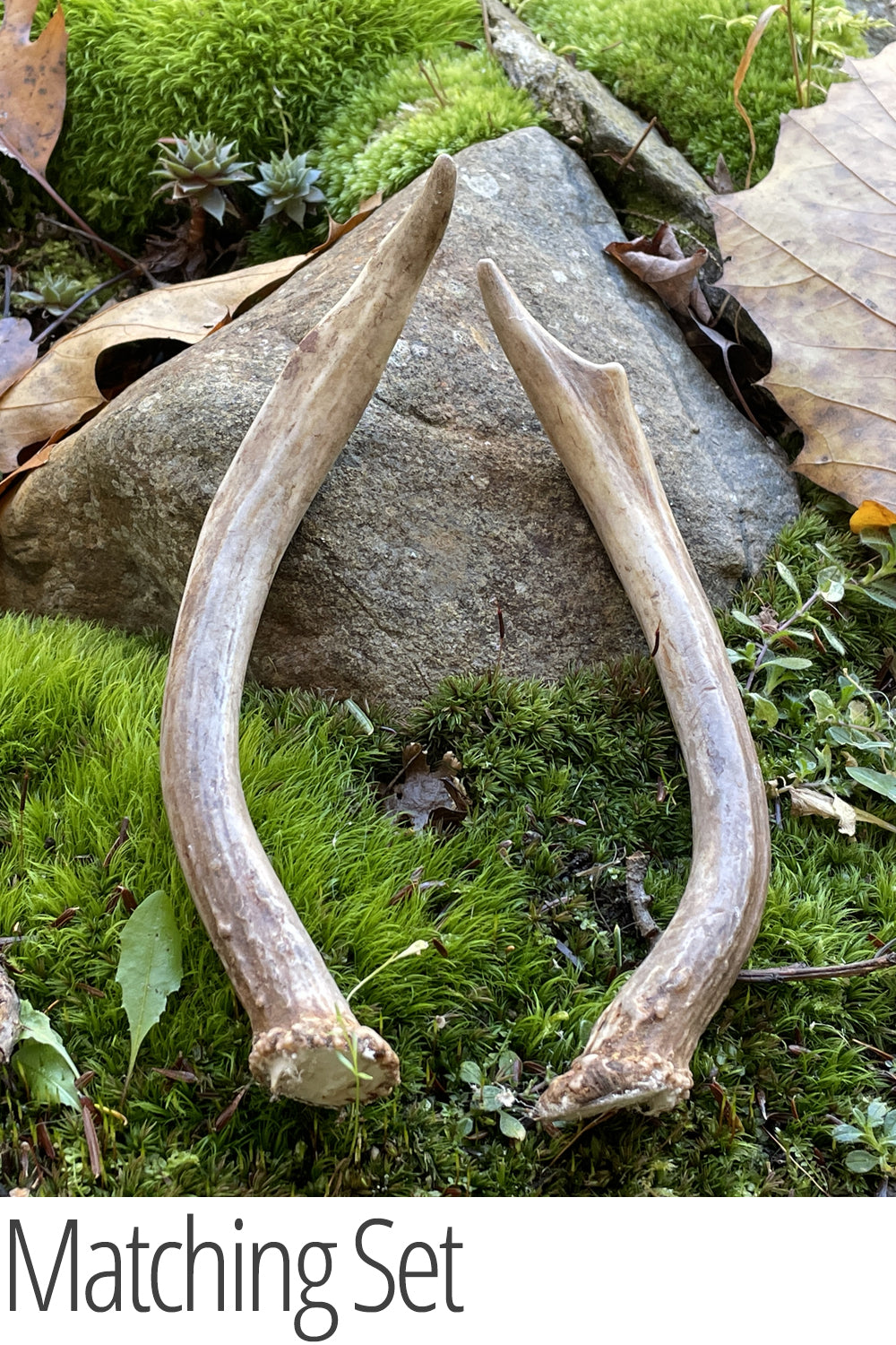 Northern Whitetail Deer Antler Spikes – Matched Long Set | Rustic Decor & Craft – Heirloom Housewares: Antlers, Claws & Hides