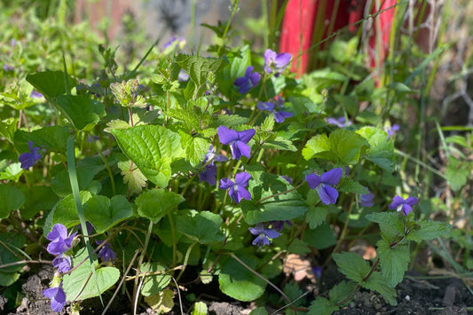 Where Violets Grow Seasonal Dusting Powder Apothecary Shaker
