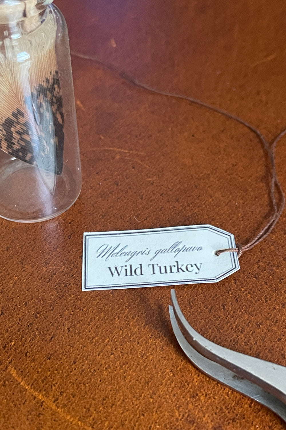 Label reading wild turkey (Meleagris gallopavo) attached to glass vial with feather specimen inside