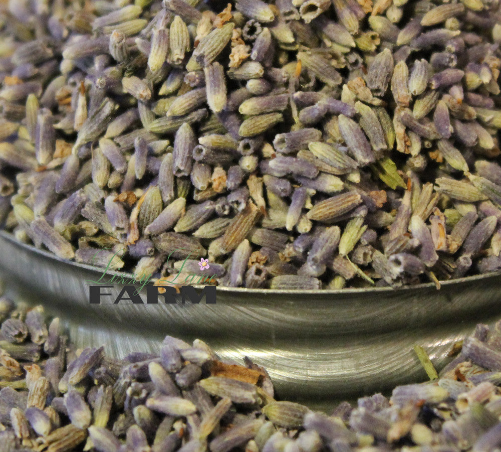 Vintage Mason Jar with Ultra Blue Lavender: A close-up of deep blue lavender buds spilling over the rim of a vintage mason jar with a zinc lid, showcasing the vibrant color and texture of the buds.