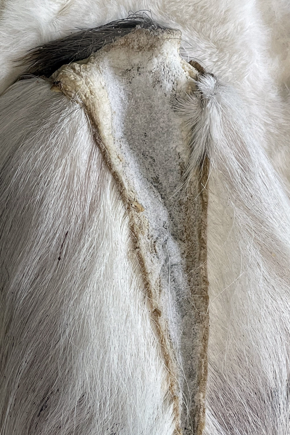 Northern White Tail Full Deer TailsTails- natural color, fly & jig tying hair