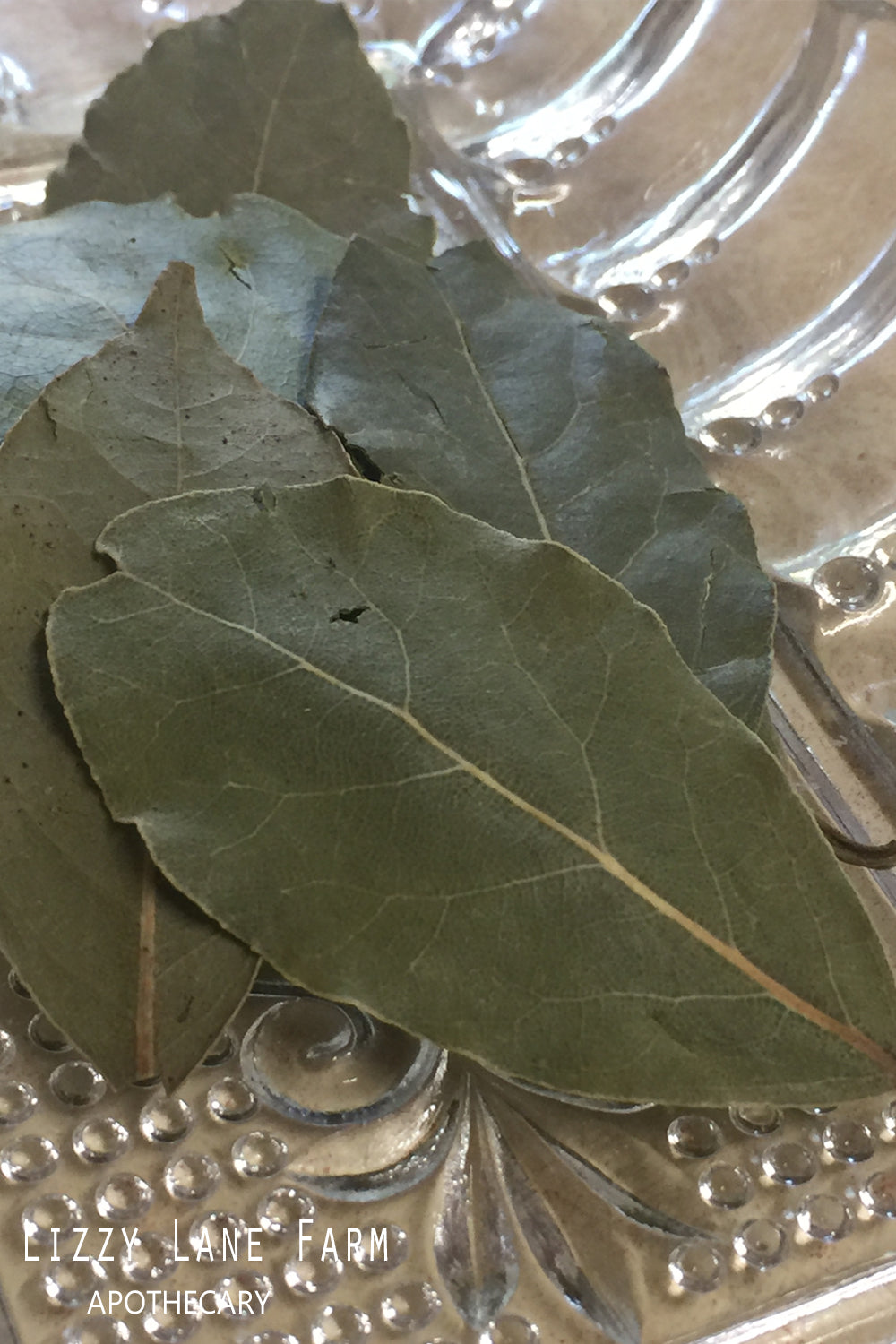 Close-up of whole organic bay leaves displayed on a vintage crystal serving tray, showing detailed texture and natural color.