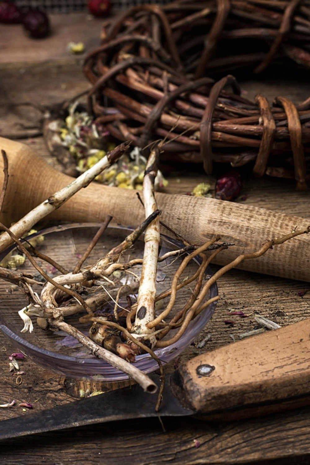 Freshly harvested burdock roots displayed on a wooden table, highlighting their earthy texture and natural form.