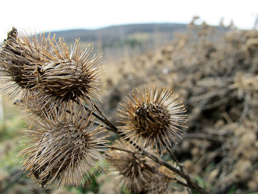 Wild-growing dried burdock pods in a sunlit field, showcasing the natural beauty of the herb in its environment.