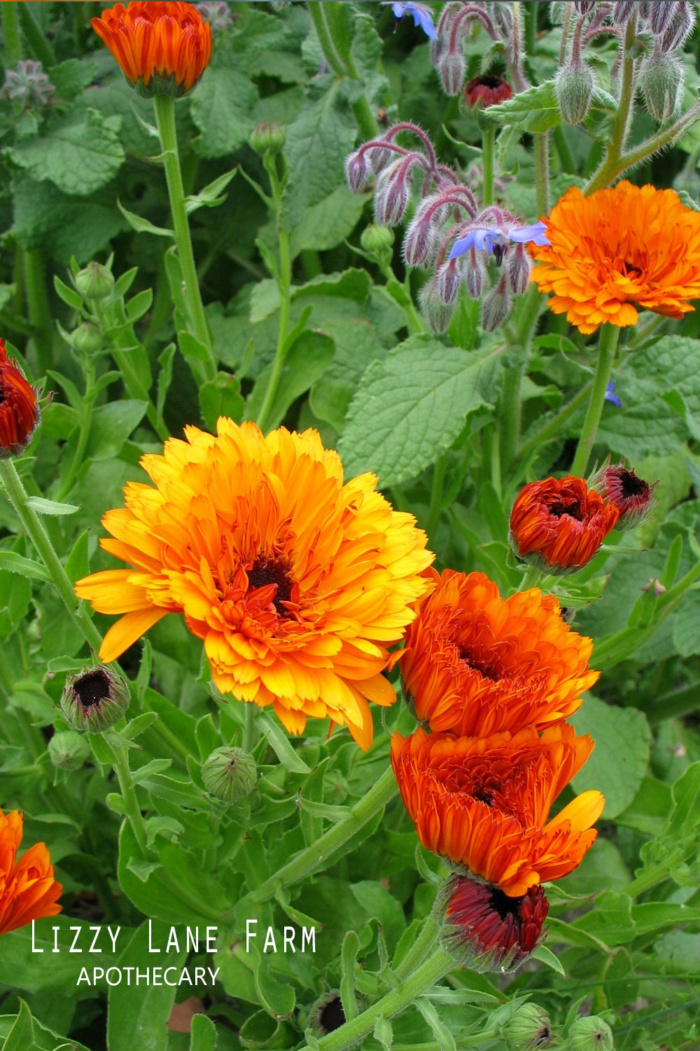 Vibrant orange and yellow Calendula flower heads blooming in a lush garden, showcasing the natural beauty of this hardy, skin-loving herb in full bloom, perfect for herbal remedies, teas, and skincare.
