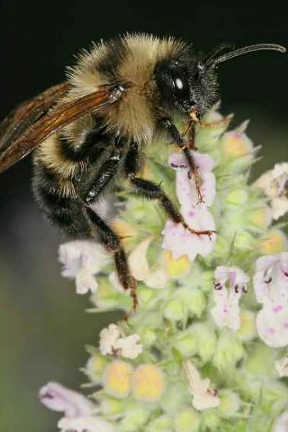 Bumblebee pollinating vibrant catnip flowers, highlighting the plant's role in supporting essential pollinators.