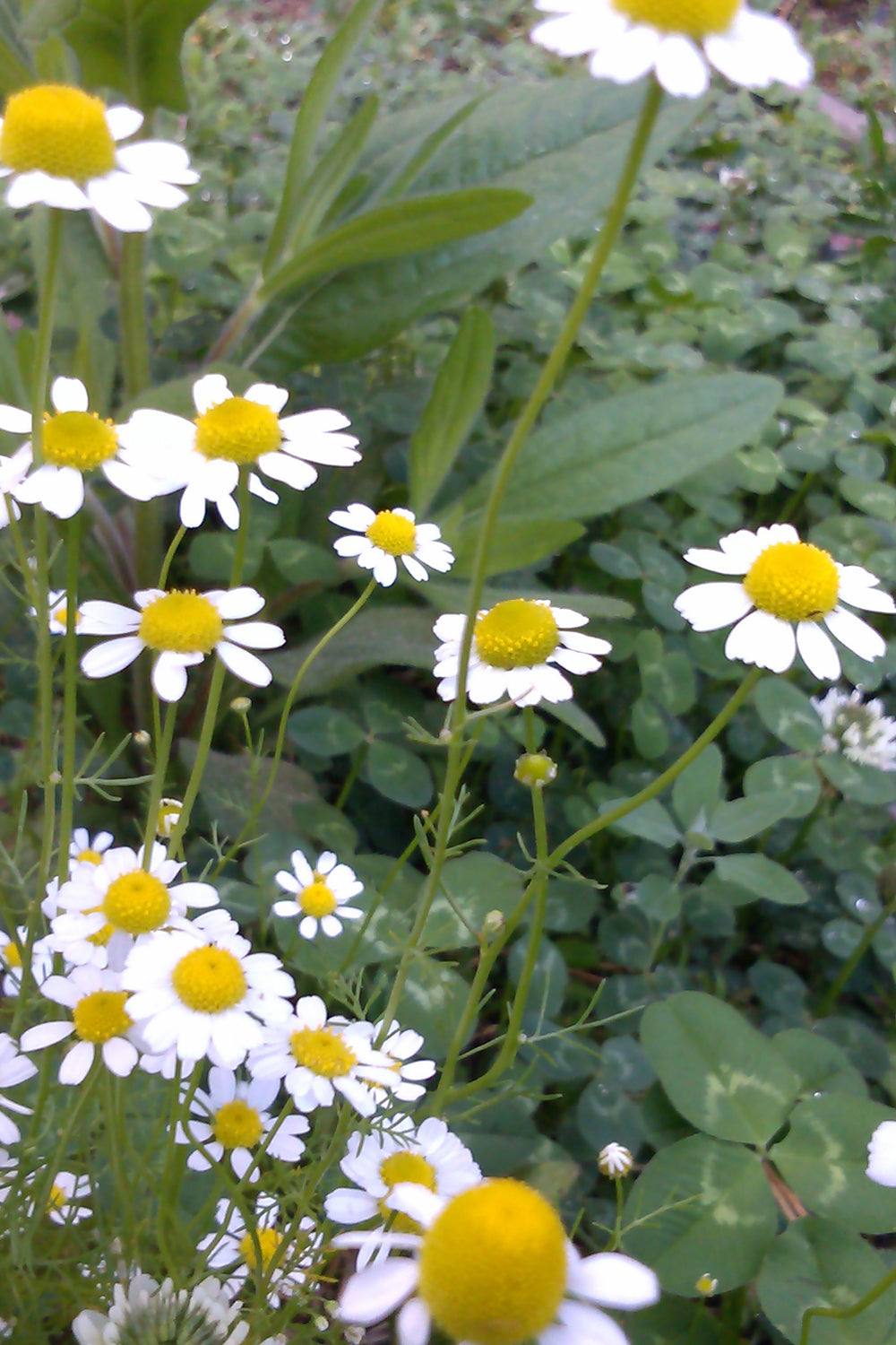Chamomile Growing in the Garden
“Where it all begins—our organic German Chamomile blooming in the summer sun, ready for harvest.”