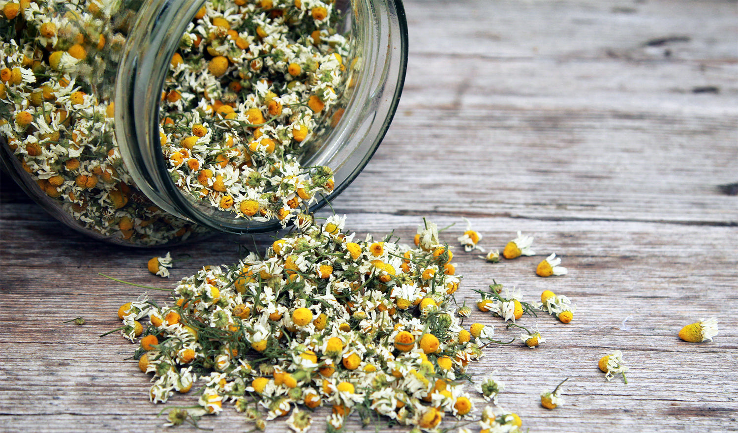freshly dried chamomile flowers spilling from a jar on the farmhouse table ready to make tea