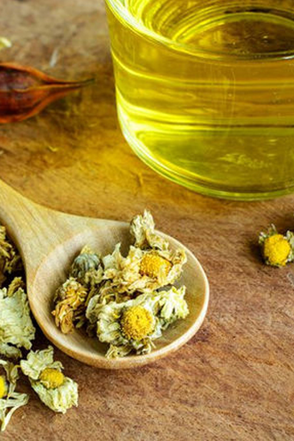A rustic wooden spoon cradling delicate dried Chrysanthemum flowers, with a softly blurred bowl of infused oil in the background.