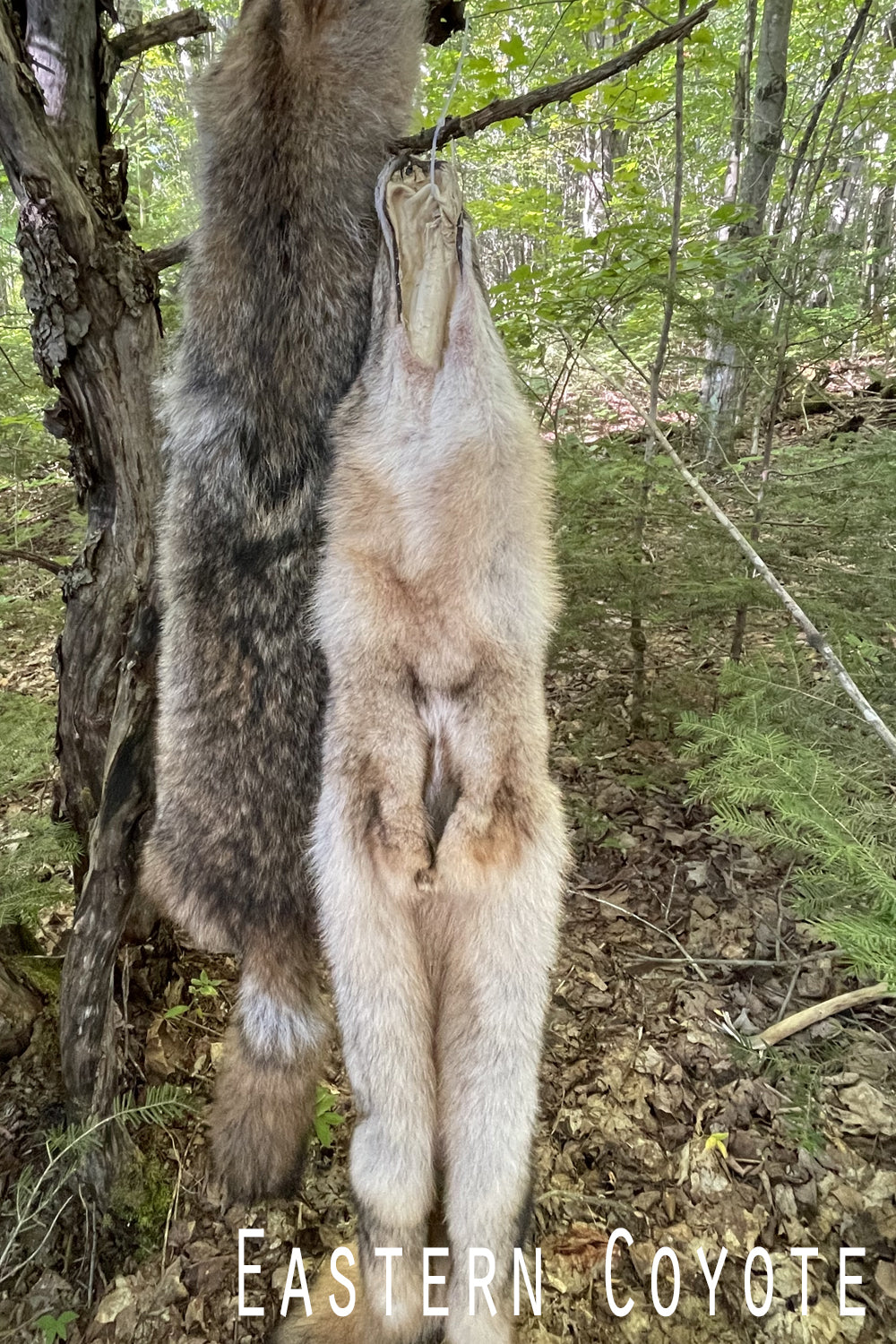 Tanned Coyote Hides-North Eastern Coyote Furs