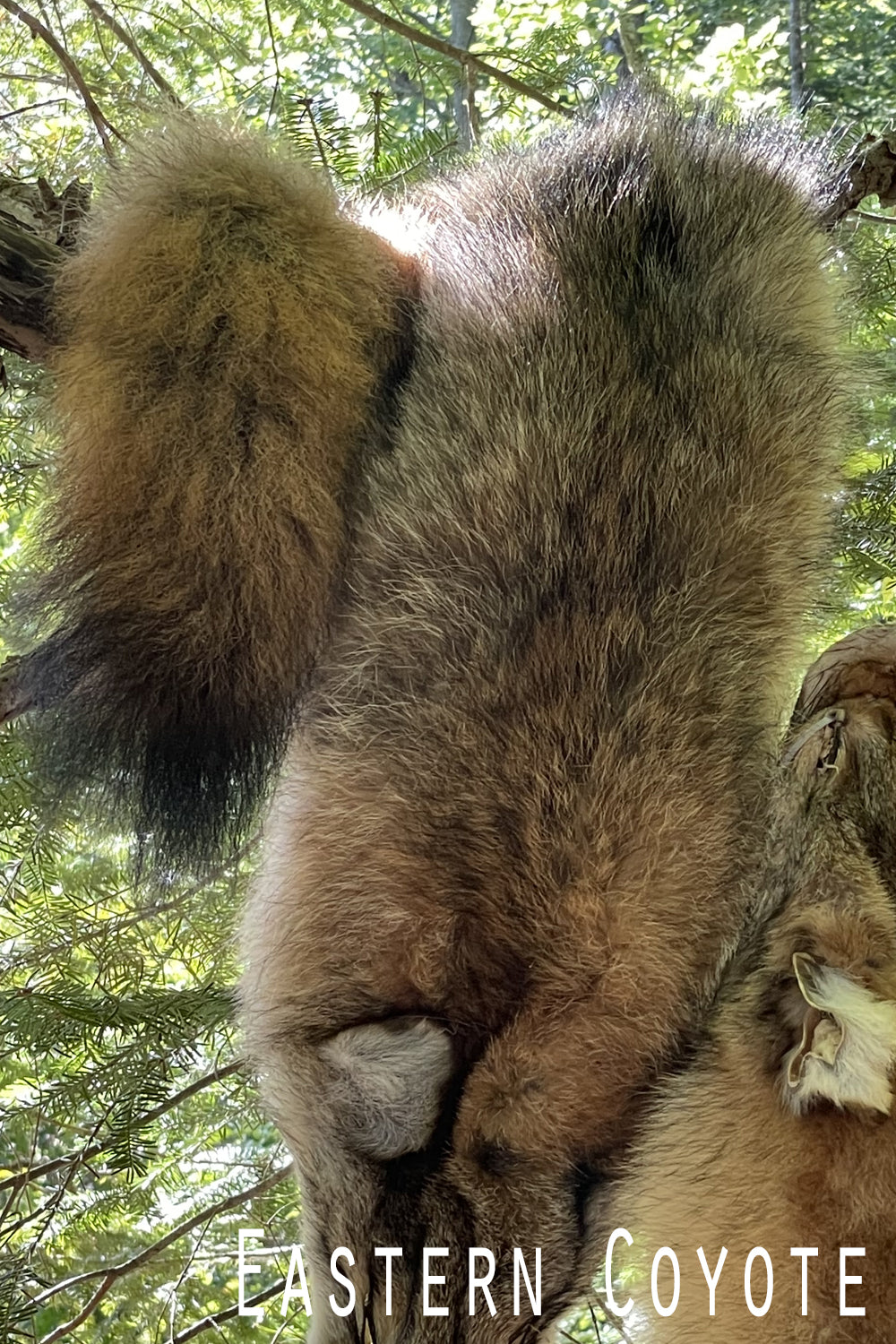 Full Northeastern coyote pelt shown on a natural foliage. Face and tail intact, fur thick and richly colored. Photographed to highlight length, texture, and natural variation.