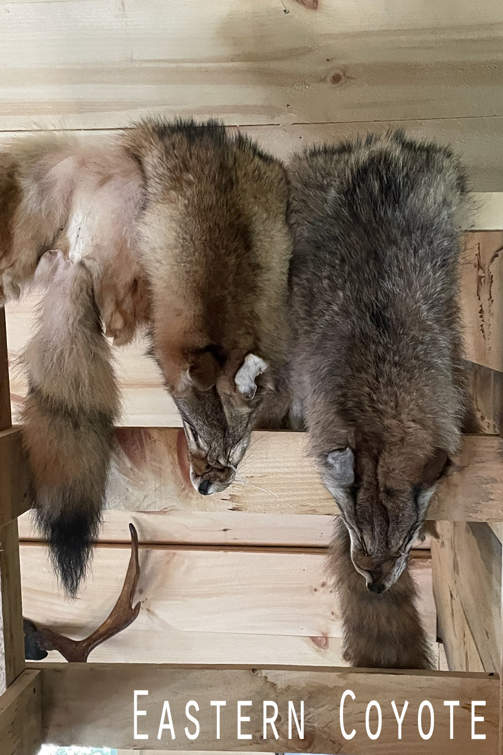 Full Northeastern coyote pelt shown on a rustic rail. Face and tail intact, fur thick and richly colored. Photographed to highlight length, texture, and natural variation.