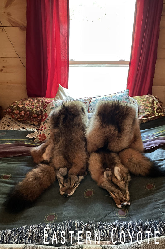 Full Northeastern coyote pelt shown on a rustic bed. Face and tail intact, fur thick and richly colored. Photographed to highlight length, texture, and natural variation.