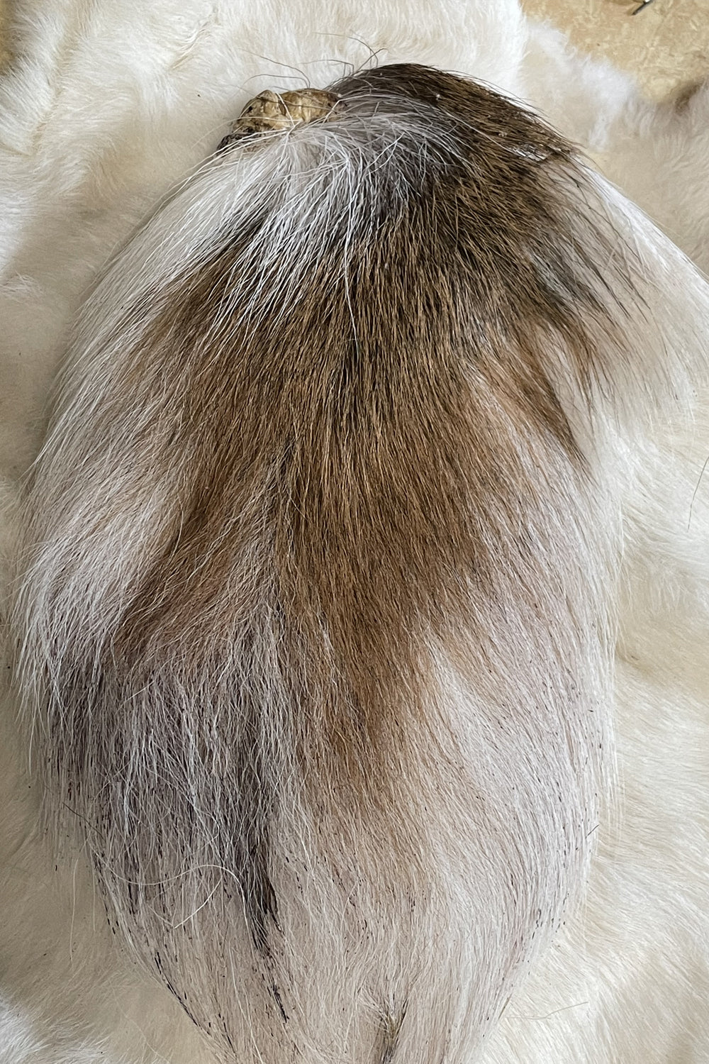 Northern White Tail Full Deer TailsTails- natural color, fly & jig tying hair
