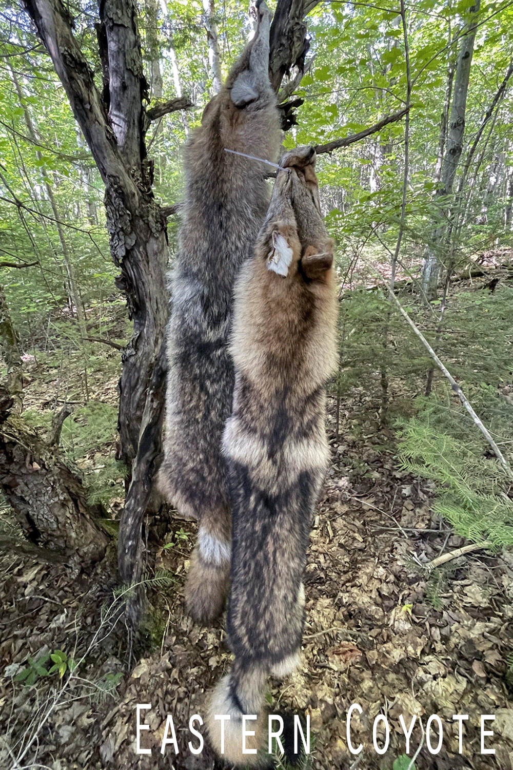 Full Northeastern coyote pelt shown on a natural foliage. Face and tail intact, fur thick and richly colored. Photographed to highlight length, texture, and natural variation.