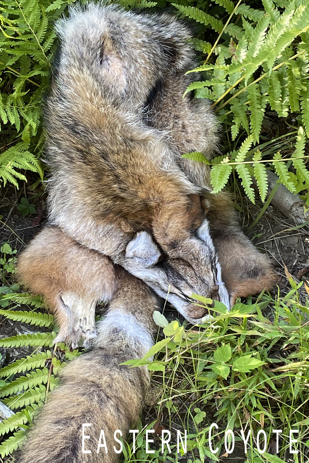 Full Northeastern coyote pelt shown on a natural foliage. Face and tail intact, fur thick and richly colored. Photographed to highlight length, texture, and natural variation.