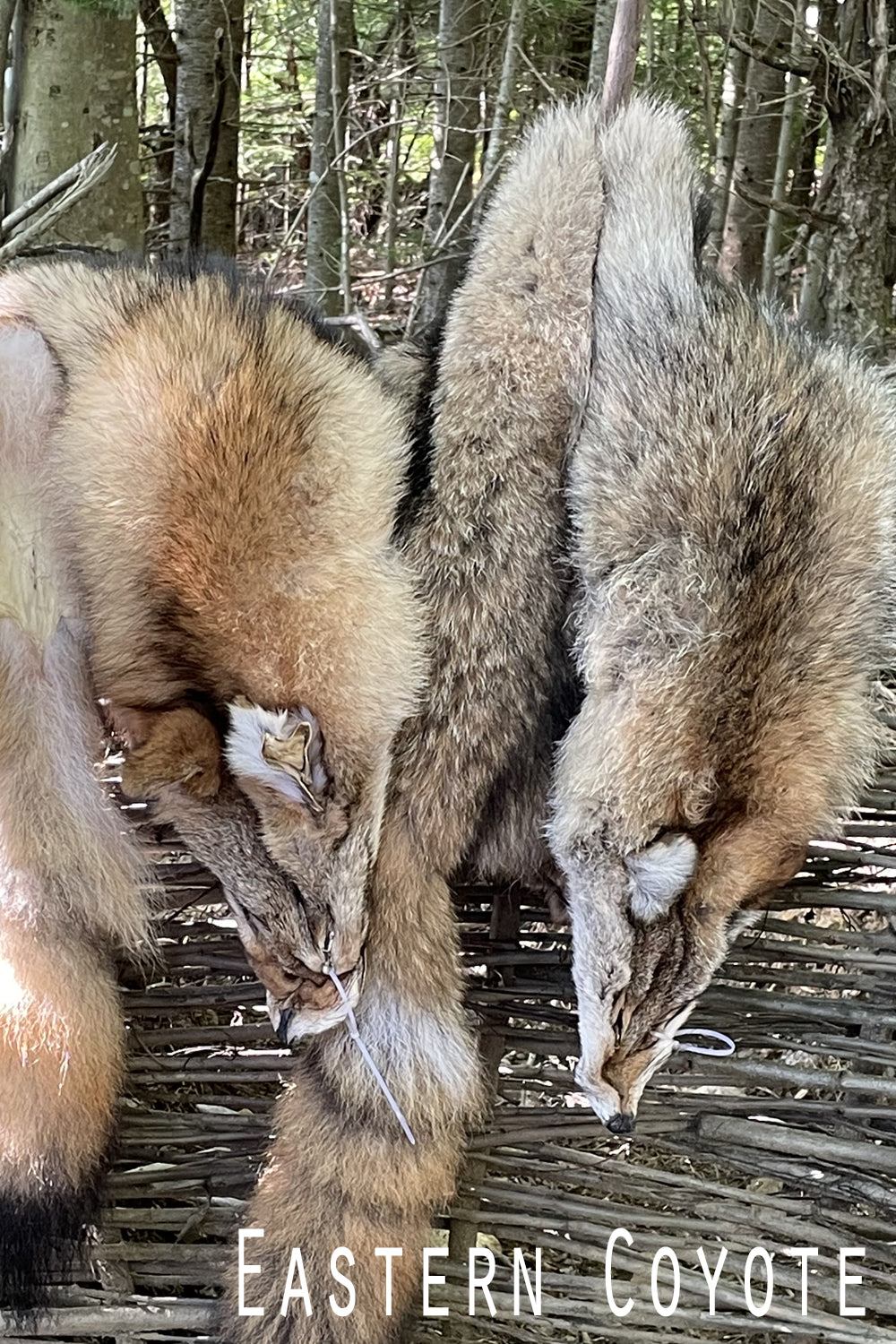 Full Northeastern coyote pelt shown on a natural waddle fence. Face and tail intact, fur thick and richly colored. Photographed to highlight length, texture, and natural variation.
