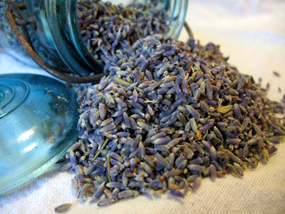 Lavender buds and flowers-Organic Culinary Quality - Lizzy Lane Farm Apothecary