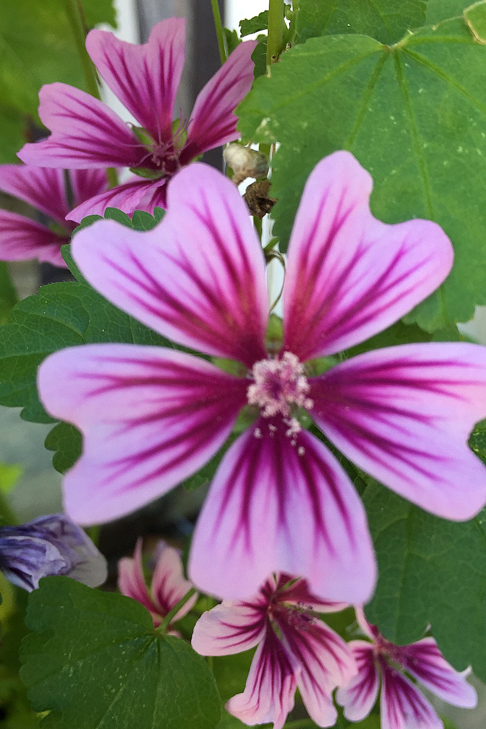 a beautiful flower from the marshmallow plant