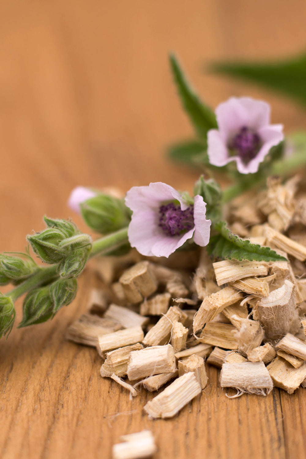 Marshmallow Root-Organic Fresh Dried. Freshly dried roots sitting on the table with a fresly picked marshmallow flower close by