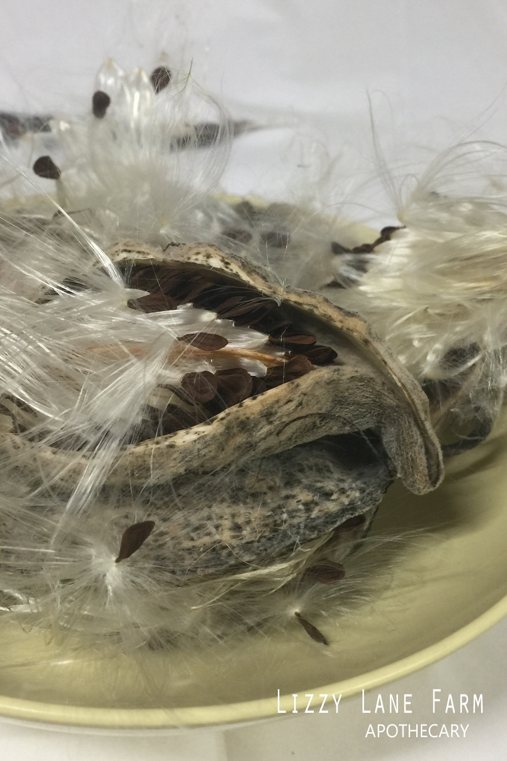 milkweed pod for sale. fae magic