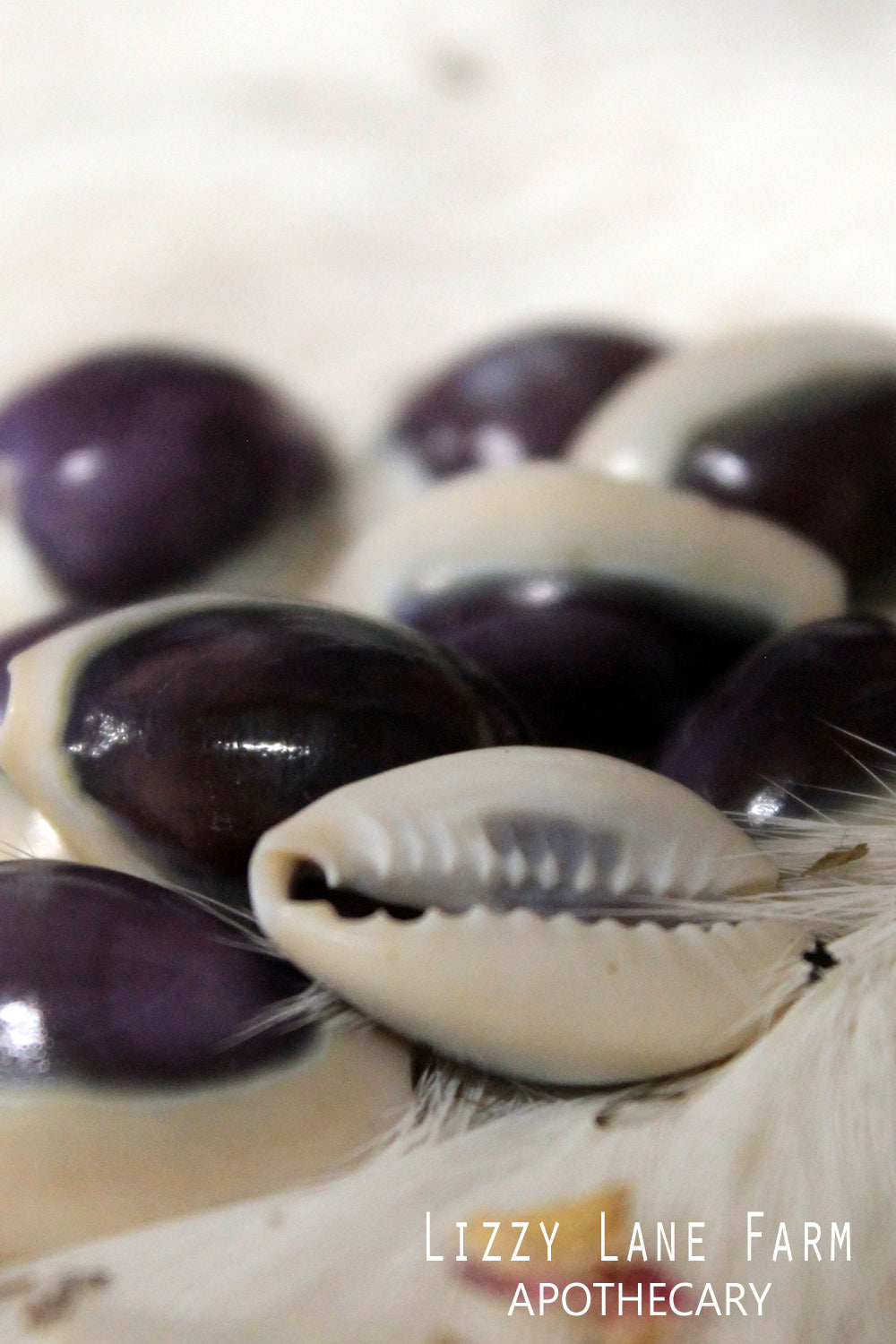 Purple Top Cowrie Shells | Powerful Divine Feminine Magic | Good Luck Charms | Charm Bag