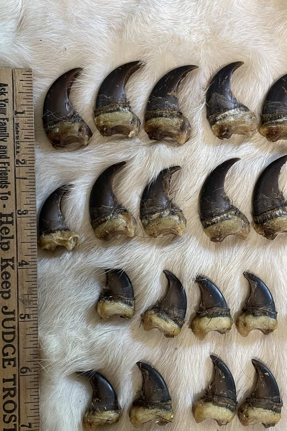 black bear claws full sets front and back