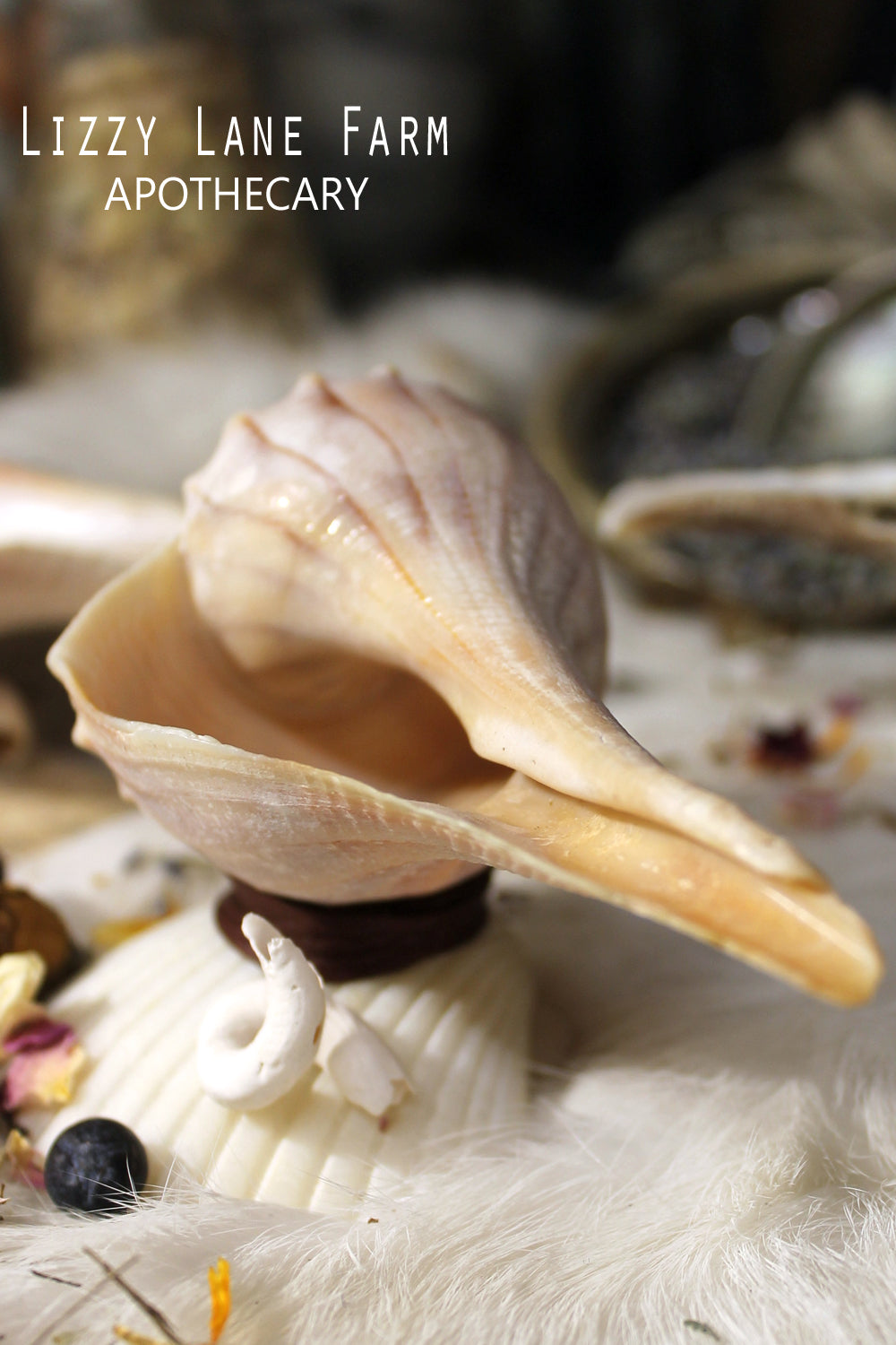 Mini Smudge Shell handmade vintage shells. detailed close up of the beauty